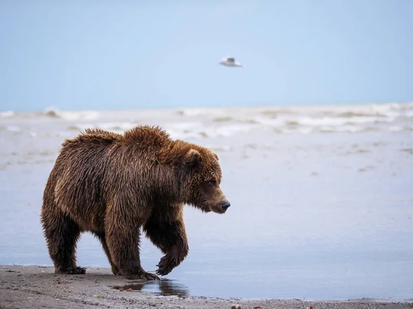 Coastal Brown Bear Also Known Grizzly Bear Ursus Arctos Cook — Stock Photo, Image