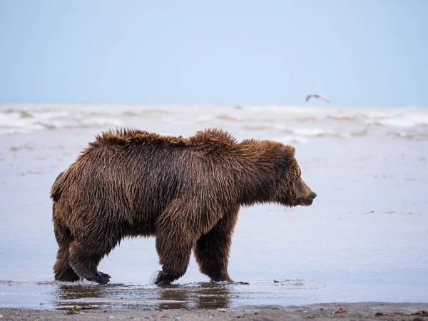 Coastal Brown Bear Also Known Grizzly Bear Ursus Arctos Cook — Stock Photo, Image