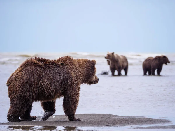 Boz Ayı Ursus Arctos Olarak Bilinir Yemek Koy Güney Orta — Stok fotoğraf