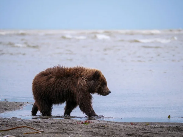 Orso Bruno Costiero Noto Anche Come Cucciolo Orso Grizzly Ursus — Foto Stock