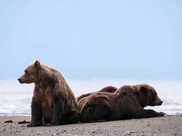 Pobřežní Medvěd Hnědý Také Známý Jako Medvěd Grizzly Ursus Arctos — Stock fotografie