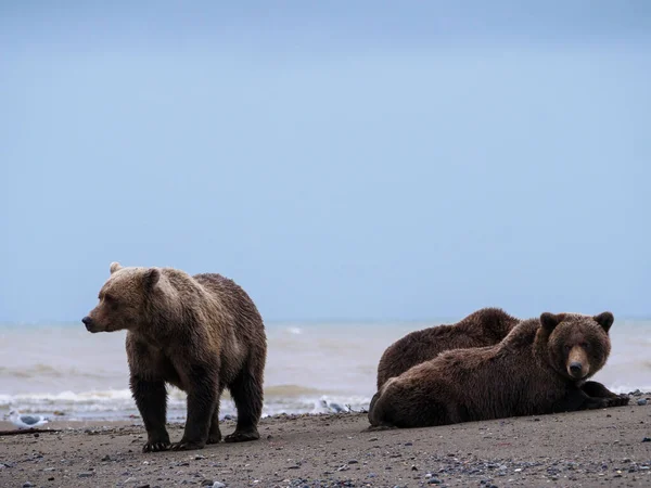 Kustbrunbjörn Även Känd Som Grizzlybjörn Ursus Arctos Södra Centrala Alaska — Stockfoto
