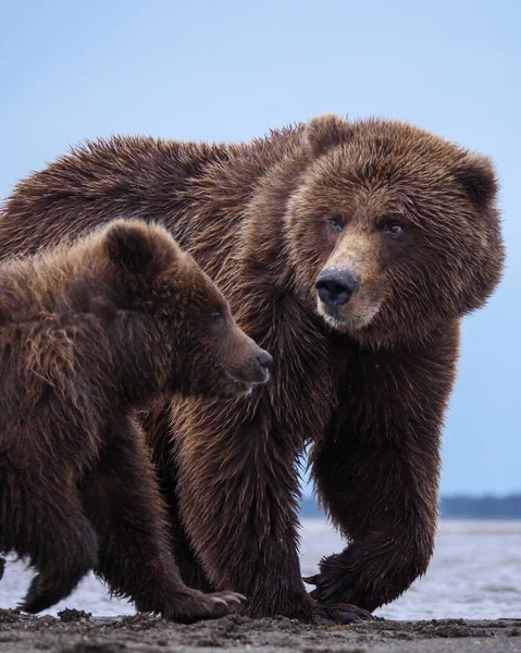 Kustbruine Beer Ook Bekend Als Grizzly Bear Ursus Arctos Vrouwtje — Stockfoto