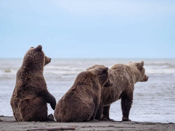 Boz Ayı Ursus Arctos Olarak Bilinir Yemek Koy Güney Orta — Stok fotoğraf