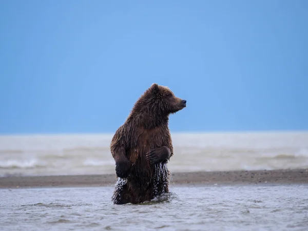 Береговий Бурий Ведмідь Також Відомий Ведмідь Ґріззлі Ursus Arctos Переслідує — стокове фото