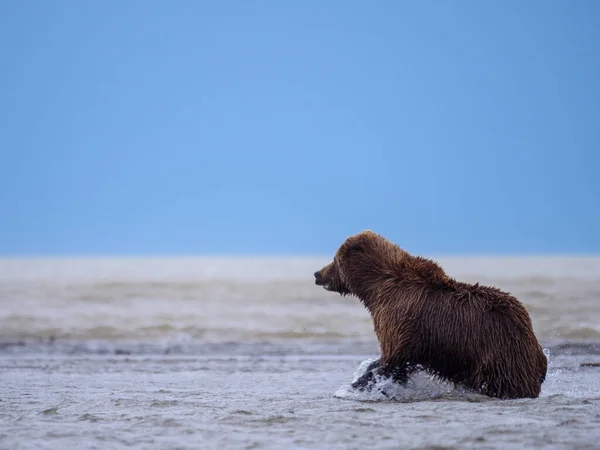 Urso Marrom Costeiro Também Conhecido Como Urso Grizzly Ursus Arctos — Fotografia de Stock