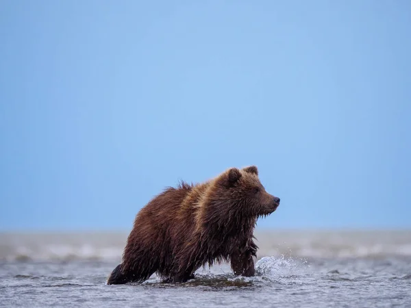 Coastal Καφέ Αρκούδα Επίσης Γνωστή Grizzly Bear Ursus Arctos Cub — Φωτογραφία Αρχείου