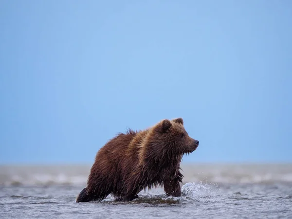 Urso Marrom Costeiro Também Conhecido Como Urso Pardo Ursus Arctos — Fotografia de Stock