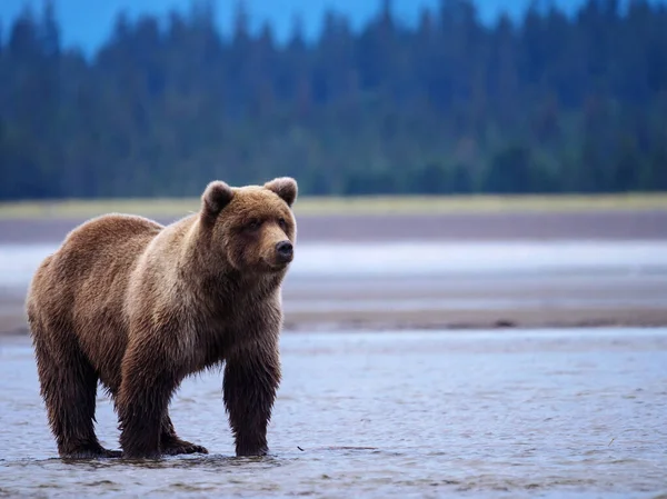 Boz Ayı Ursus Arctos Olarak Bilinir Güney Orta Alaska Amerika — Stok fotoğraf
