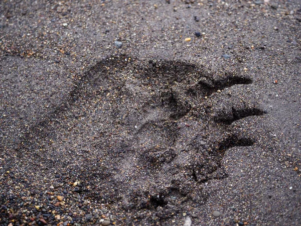 Coastal Brown Bear Also Known Grizzly Bear Ursus Arctos Footprint — Stock Photo, Image