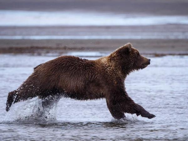 Pobřežní Medvěd Hnědý Také Známý Jako Medvěd Grizzly Ursus Arctos — Stock fotografie