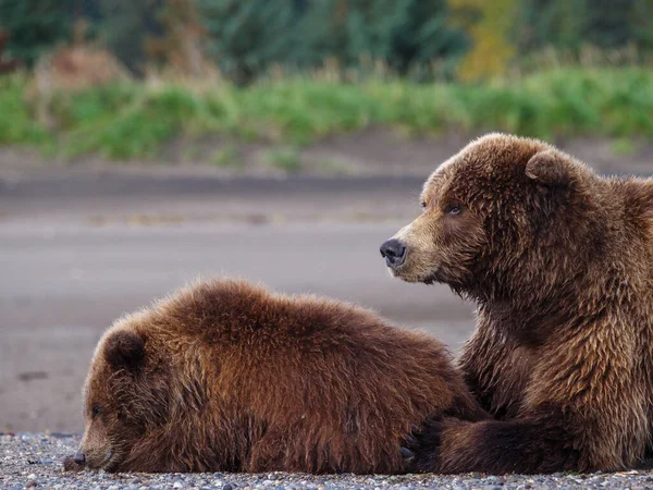 Coastal Καφέ Αρκούδα Επίσης Γνωστή Grizzly Bear Ursus Arctos Θηλυκό — Φωτογραφία Αρχείου