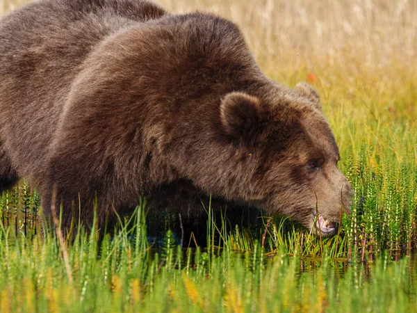 Braunbär Der Küste Auch Bekannt Als Grizzlybär Ursus Arctos Der — Stockfoto