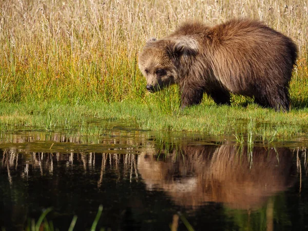 Coastal Brown Bear Also Known Grizzly Bear Ursus Arctos Cub — Stock Photo, Image