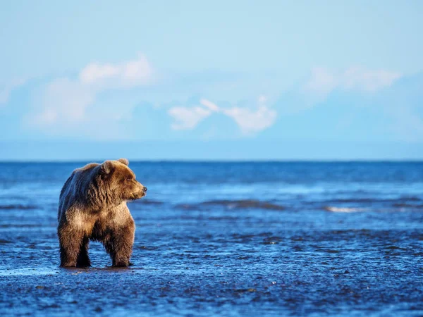 Boz Ayı Ursus Arctos Olarak Bilinir Yemek Koy Güney Orta — Stok fotoğraf