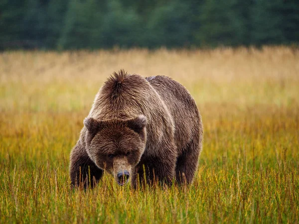 Pobřežní Medvěd Hnědý Také Známý Jako Medvěd Grizzly Ursus Arctos — Stock fotografie