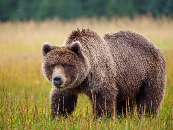Urso Pardo Costeiro Também Conhecido Como Urso Grizzly Ursus Arctos — Fotografia de Stock
