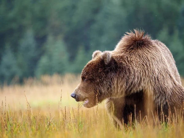 Boz Ayı (Ursus Arctos) olarak da bilinir. Güney Orta Alaska. Amerika Birleşik Devletleri (ABD).