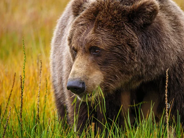 Urso Marrom Costeiro Também Conhecido Como Urso Grizzly Ursus Arctos — Fotografia de Stock