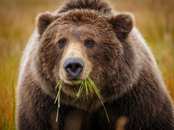 Urso Marrom Costeiro Também Conhecido Como Urso Grizzly Ursus Arctos — Fotografia de Stock