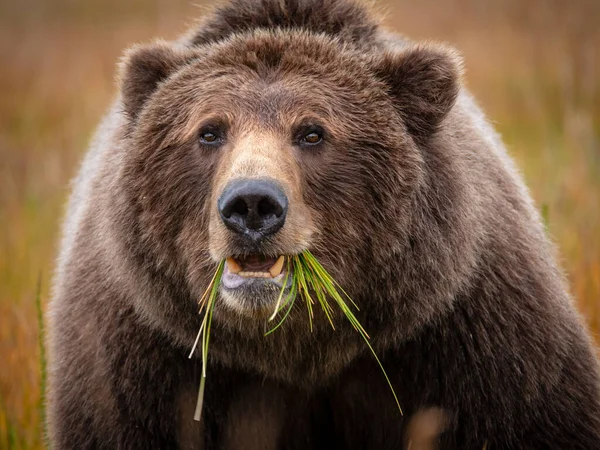 Urso Marrom Costeiro Também Conhecido Como Urso Grizzly Ursus Arctos — Fotografia de Stock