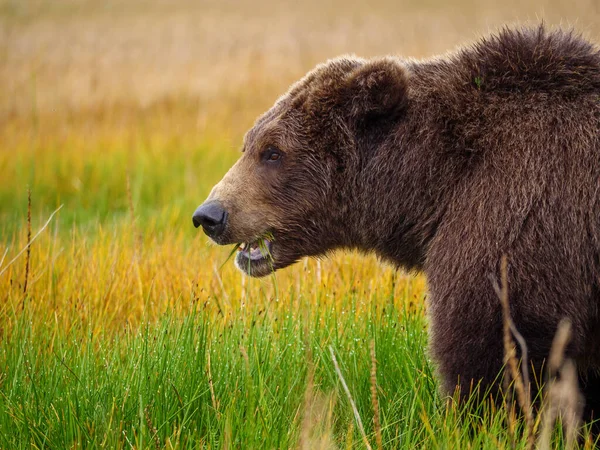 Coastal brown bear, also known as Grizzly Bear (Ursus Arctos) feeding on grass. South Central Alaska. United States of America (USA).