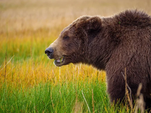 Braunbär Der Küste Auch Bekannt Als Grizzlybär Ursus Arctos Süd — Stockfoto