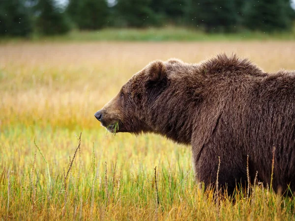 Braunbär Der Küste Auch Bekannt Als Grizzlybär Ursus Arctos Süd — Stockfoto