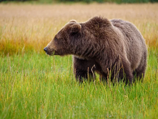 Urso Marrom Costeiro Também Conhecido Como Urso Grizzly Ursus Arctos — Fotografia de Stock