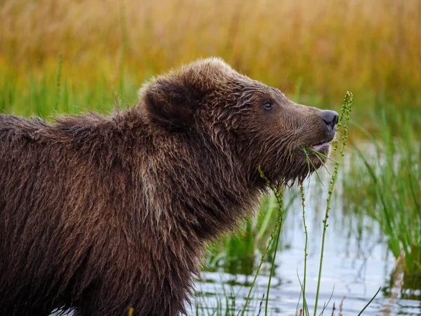 Urso Marrom Costeiro Também Conhecido Como Urso Pardo Ursus Arctos — Fotografia de Stock