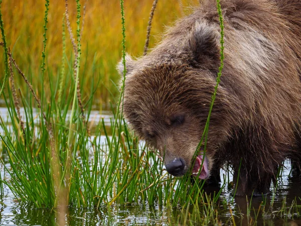 Braunbär Der Küste Auch Bekannt Als Grizzly Bear Ursus Arctos — Stockfoto