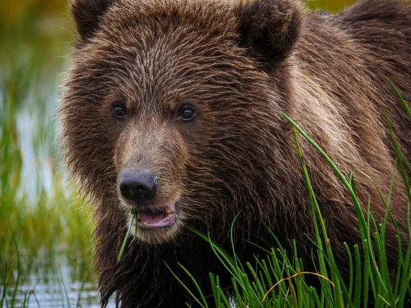 Braunbär Der Küste Auch Bekannt Als Grizzly Bear Ursus Arctos — Stockfoto