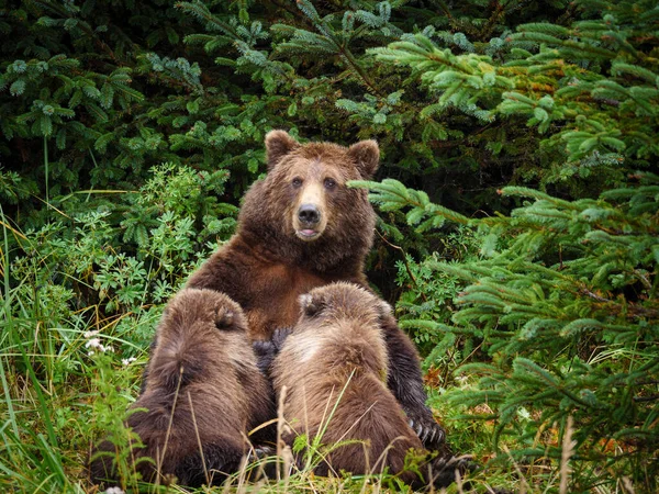 Παράκτια Καφέ Αρκούδα Επίσης Γνωστή Grizzly Bear Ursus Arctos Θηλάζοντα — Φωτογραφία Αρχείου