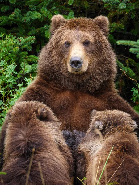 Boz Ayı (Ursus Arctos) olarak da bilinen kıyı kahverengi ayısı, emzirme yavruları. Güney Orta Alaska. Amerika Birleşik Devletleri (ABD).