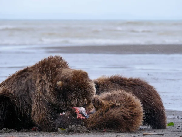Coastal brown bear, also known as Grizzly Bear (Ursus Arctos) female and cubs silver salmon or coho salmon (Oncorhynchus kisutch). South Central Alaska. United States of America (USA). — Stock Image Coastal Brown Bear Also Known Grizzly Bear Ursus Arctos Female Stock Photo