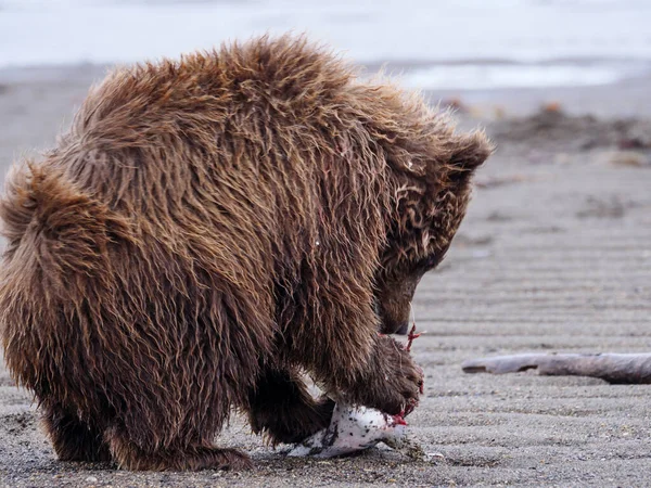 Coastal brown bear, also known as Grizzly Bear (Ursus Arctos) cub feeding on a silver salmon or coho salmon (Oncorhynchus kisutch). South Central Alaska. United States of America (USA). — Stock Image Coastal Brown Bear Also Known Grizzly Bear Ursus Arctos Cub Royalty Free Stock Photos