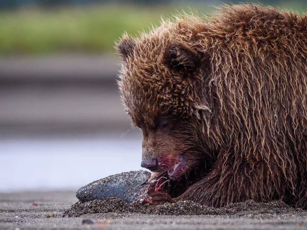 Coastal brown bear, also known as Grizzly Bear (Ursus Arctos) cub feeding on a silver salmon or coho salmon (Oncorhynchus kisutch). South Central Alaska. United States of America (USA). — Stock Image Coastal Brown Bear Also Known Grizzly Bear Ursus Arctos Cub Stock Photo