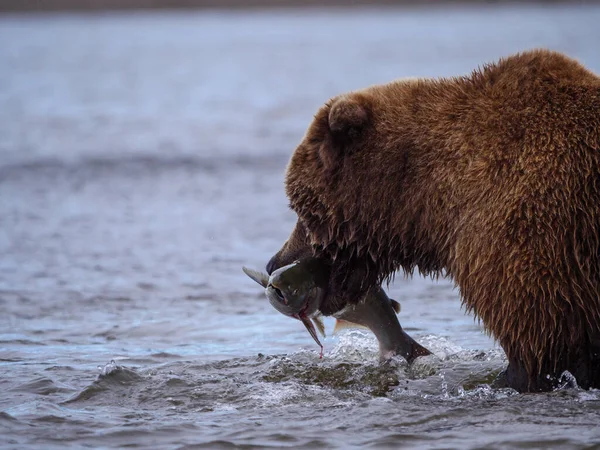 Coastal brown bear, also known as Grizzly Bear (Ursus Arctos) with a silver salmon or coho salmon (Oncorhynchus kisutch) it has caught. Cook Inlet. South Central Alaska. United States of America (USA). — Stock Image Coastal Brown Bear Also Known Grizzly Bear Ursus Arctos Silver Stock Image