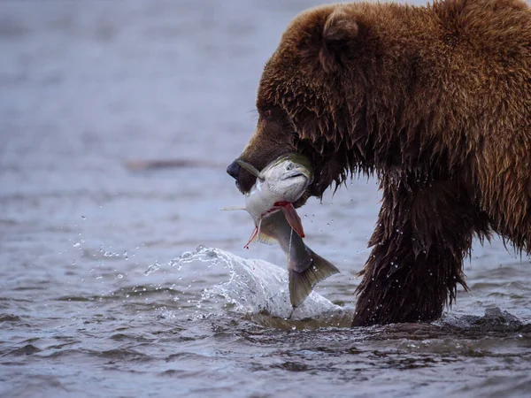 Coastal brown bear, also known as Grizzly Bear (Ursus Arctos) with a silver salmon or coho salmon (Oncorhynchus kisutch) it has caught. Cook Inlet. South Central Alaska. United States of America (USA). — Stock Image Coastal Brown Bear Also Known Grizzly Bear Ursus Arctos Silver Stock Image