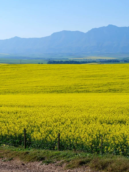 Campos Canola Con Las Montañas Riviersonderend Fondo Cerca Riviersonderend Western — Foto de Stock