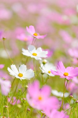 Güzel pembe ve beyaz kozmos çiçekleri. Özgür Doğu Eyaleti. Güney Afrika.