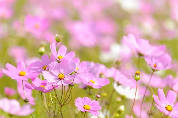 Güzel pembe ve beyaz kozmos çiçekleri. Özgür Doğu Eyaleti. Güney Afrika.