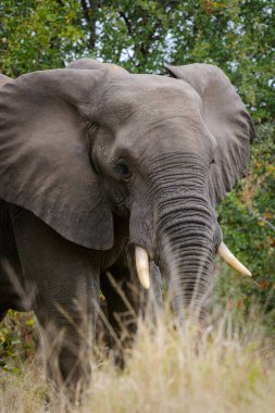 African bush elephant  or African savanna elephant (Loxodonta africana). Mpumalanga, South Africa clipart