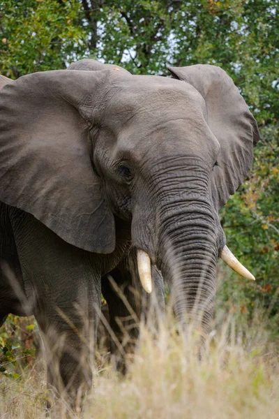 Afrika çalı fili veya Afrika savanası fili (Loxodonta africana). Mpumalanga, Güney Afrika