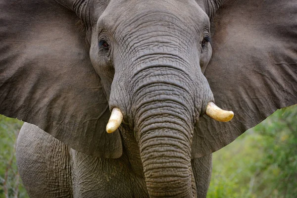 Afrikanischer Buschelefant Oder Afrikanischer Savannenelefant Loxodonta Africana Mpumalanga Südafrika — Stockfoto