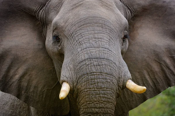 African Bush Elephant African Savanna Elephant Loxodonta Africana Mpumalanga South — Stock Photo, Image