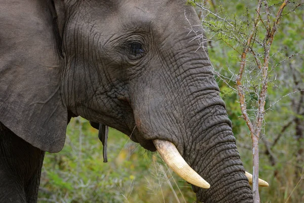 Afrikaanse Bosolifant Afrikaanse Savanne Olifant Loxodonta Africana Mpumalanga Zuid Afrika — Stockfoto