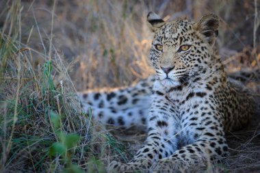 Leopar (Panthera pardus) en güzel gözlere sahip yavru (yavru). Merkez Kalahari. Botswana.