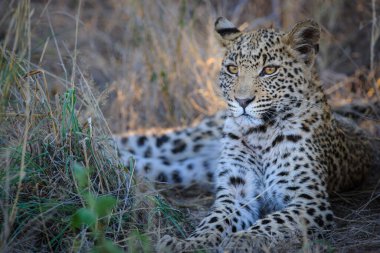 Leopard (Panthera pardus) juvenile (cub) with the most beautiful eyes. Central Kalahari. Botswana. clipart