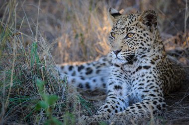 Leopar (Panthera pardus) en güzel gözlere sahip yavru (yavru). Merkez Kalahari. Botswana.